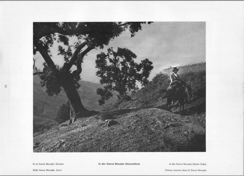 Photo 051: Sierra Nevada – In the Sierra Nevada (Holm Oaks)