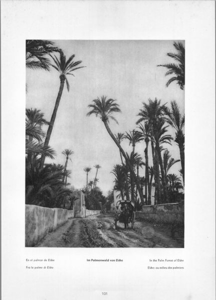 Photo 101: Elche – In the Palm Forest of Elche