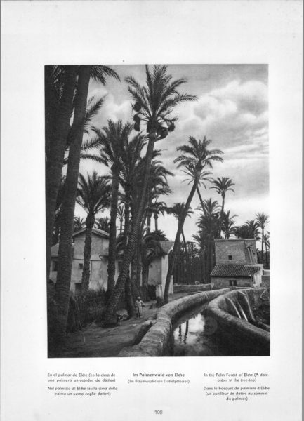 Photo 102: Elche – In the Palm Forest of Elche