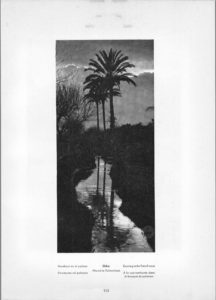 Read more about the article Photo 103: Elche – Evening in the Palm Forest