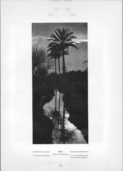 Photo 103: Elche – Evening in the Palm Forest